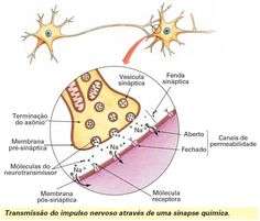 the structure of an animal's nervous system, labeled in spanish and english with caption