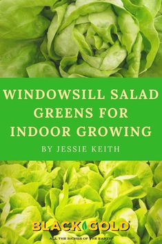 green lettuce with the words windowsill salad greens for indoor growing