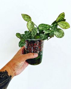 a hand holding a green plant in a cup