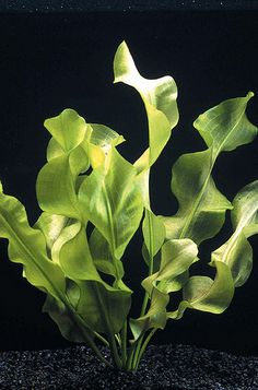 a plant that is growing out of the ground in front of a black background,