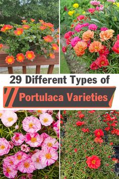 different types of potted flowers with text overlay that reads 29 different types of portugal varieties