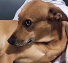 a small brown dog laying on top of a couch