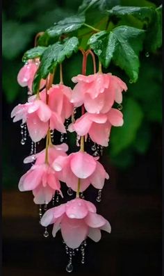 pink flowers with green leaves hanging from it's stems and water droplets on them