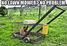 a rabbit in a cage sitting on top of a grass covered field next to a yellow bucket