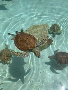 several sea turtles swimming in clear blue water