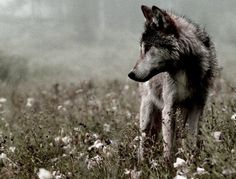 a wolf standing in the middle of a field with flowers on it's side