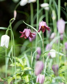 pink and white flowers in the middle of tall green grass with other plants behind them