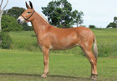 a brown horse standing on top of a lush green field