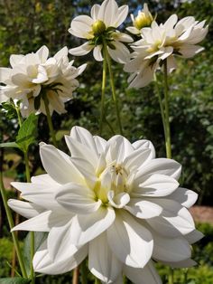 three white flowers with green leaves in the foreground and trees in the back ground