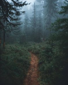 a trail in the middle of a forest with trees on both sides and foggy skies above