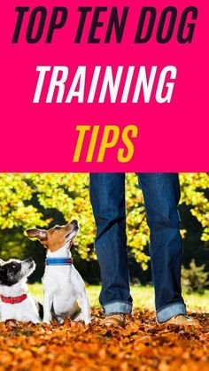 two dogs sitting next to each other with the words top ten dog training tips on it