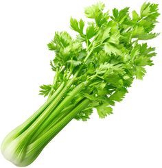 fresh parsley on white background