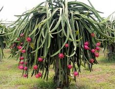 a large cactus plant with pink flowers growing on it's side in an open field