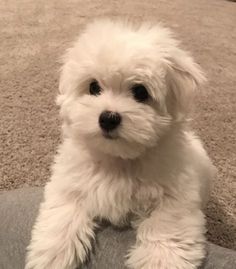 a small white dog sitting on top of a gray pillow in front of a carpeted floor