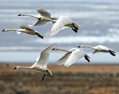 four white birds flying in the air near water