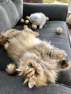 a fluffy cat laying on its back on a couch next to a white and gray kitten