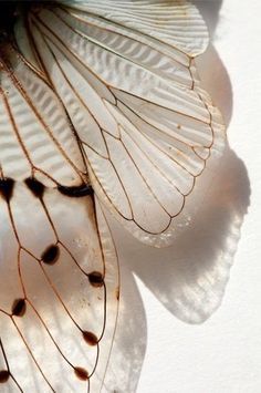 the underside of a butterfly's wing is shown