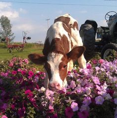 a brown and white cow standing in the middle of flowers with a tractor behind it