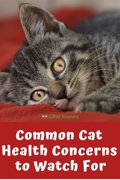 a cat laying on top of a red blanket with the words common cat health concerns to watch for