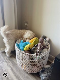 a white dog sitting in a basket filled with stuffed animals on the floor next to a window