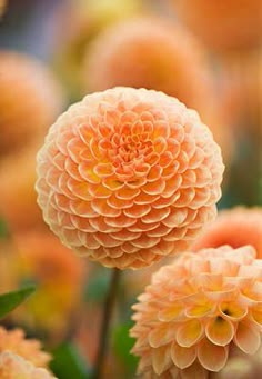 an orange flower is in the middle of many other flowers, including one large pink flower