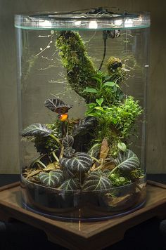 an aquarium filled with plants and water