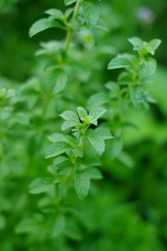 a close up view of some green leaves