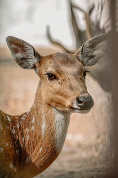 a close up of a deer's face with antlers in the back ground