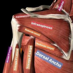 Punkty Spustowe, Shoulder Anatomy, Human Muscle Anatomy, Anatomy Bones, Medicine Notes, Medicine Studies, Job Hiring, Human Body Anatomy, Medicine Student