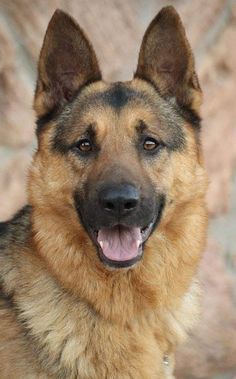 a german shepherd dog is looking at the camera