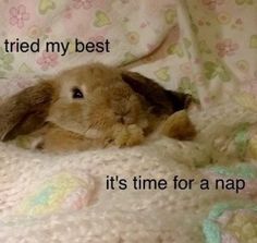 a rabbit is laying under a blanket with the words i tried my best it's time for a nap