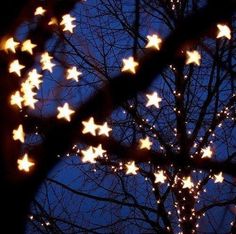 the branches of trees are lit up with white stars in the night sky behind them