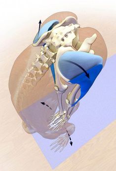 an image of a human body with the skeleton and bones labeled in blue, white and black