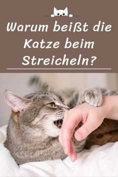 a person petting a cat on top of a bed with the caption saying, warm beiist die katze beim stretchen?