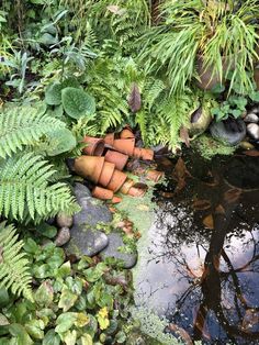 a pond surrounded by lots of plants and rocks