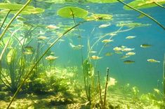 an underwater view of some plants and fish in the water with green algae on the bottom