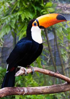 a toucan sits on a branch in front of a cage