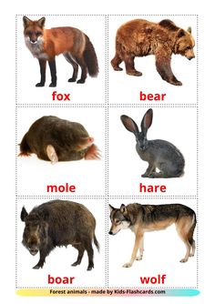 the different types of wild animals are shown in this poster, which includes an animal's names