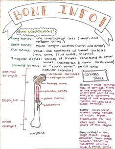 a diagram of bone info with the names and description for each part of the bone