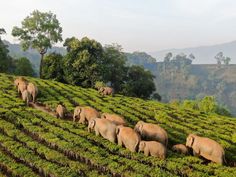 a herd of elephants walking across a lush green hillside covered in trees and bushes on a sunny day