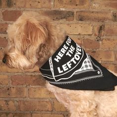 a dog wearing a bandana that says here is the leftovers on it's collar