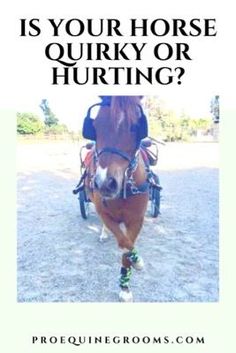 Is your horse quirky and weird or trying to tell you something? https://www.proequinegrooms.com/tips/health-and-well-being/your-horse-just-quirky-or-something-wrong Natural Hemroid Remedies, Natural Add Remedies, Asthma Remedies, Natural Remedies For Migraines, Natural Health Remedies, Health Remedies, Natural Health, Natural Remedies