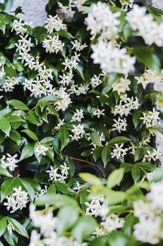 some white flowers and green leaves on the ground