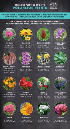 the ultimate guide to growing and caring polline plants in your garden, including flowers