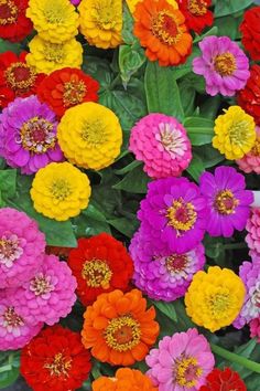 many different colored flowers with green leaves