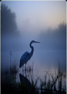 a blue heron standing in the water on a foggy day