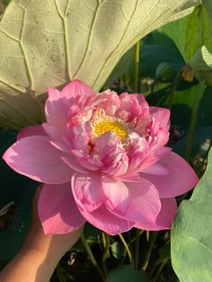 a large pink flower sitting on top of a lush green leaf covered field with lots of water lilies