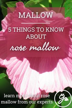 a pink flower with the words mallow 5 things to know about rose mallow