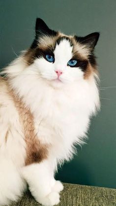 a white and brown cat with blue eyes sitting on top of a chair next to a wall