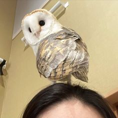 an owl sitting on top of a woman's head